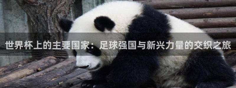 男足世界杯预选赛赛程：世界杯上的主要国家：足球强国与新兴力量的交织之旅